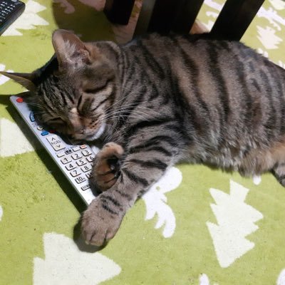 Tama_kumicho's profile picture. 猫をこよなく愛するコンサルタント・物書き・ハーピスト  夢のようだった湘南暮らしから、コンパクトな生活にシフトチェンジ。次は何をしたいか模索中。今度の住まいは東京タワーが見えるのが自慢❣️