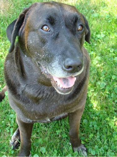 moredoghousenuz's profile picture. Hey there fellow dog lovers. My #1 hope is that all dogs can find relief from the pain of arthritis.