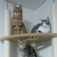 キャンディ&クッキー&モカ (@6c6ec4a5c25c4d1) 's Twitter Profile