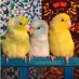 Featherbelle Aviary (@featherbellea) Twitter profile photo Featherbelle Aviary (@featherbellea) Twitter profile photo