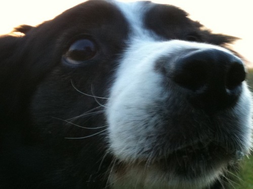 orikouwanchan's profile picture. ミルクと一緒に仕事を始めて20年以上が経ちました。 浜松市のドッグトレーナーです。ドッグホテルを経営しています。 200坪の広いドッグランも完備、のびのび過ごせるペットホテルです。 ルアーフィッシングと水草水槽(ADA)が趣味です。