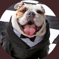 Bully Believer(@BelieverBully) 's Twitter Profile Photo