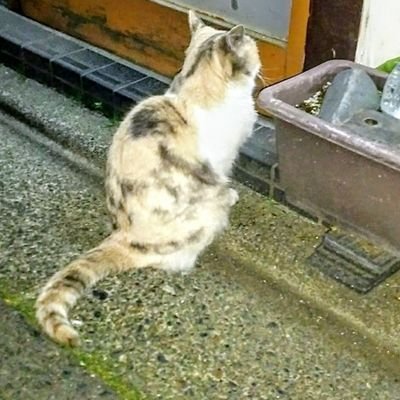 いぬ・ねこ・仏像好きで始めましたが、現在はヒコーキ✈️と鳥🐦さんに夢中♪

時々🌒🌕や🌌🌼

Nikon D5600・D500・P1000でのんびりと勉強中📷️です🙂　

たくさんの方の素敵な写真やつぶやきにとても楽しませていただいてます😃🎶