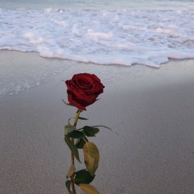 xLovelyNyax's profile picture. Back up account for @nyasoreo