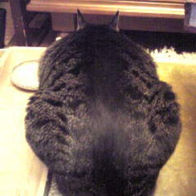 おぐらともこ Ogutomo Otemoto Twitter