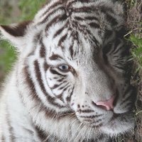 White_Tiger2128(@WTiger2128) 's Twitter Profile Photo