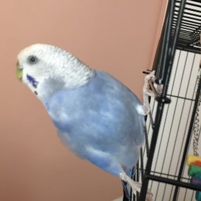 friendly, outgoing parakeet (budgerigar). love my human best friend/Mom Jess and my Quaker parrot bro Mango. tweets mostly by my co-best friend @dan_mckeown_