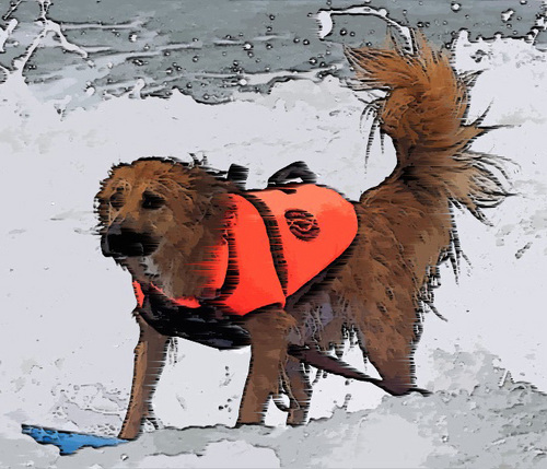 I'm a surf dog!!