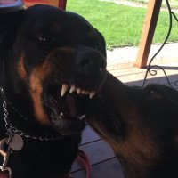 Polyester (@shadybubba1) 's Twitter Profile