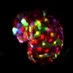 Seyfried Lab (@labseyfried) Twitter profile photo Seyfried Lab (@labseyfried) Twitter profile photo