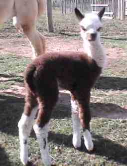 BlessingRdgFarm's profile picture. At Blessing Ridge Farm, we take pride in raising the best alpacas, southdown babydoll sheep and silkie chickens through a very selective breeding program.