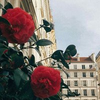 Zeynepp (@zeynepd05699225) 's Twitter Profile