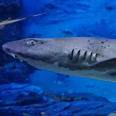 ドチザメ奴智鮫 非公式 Triakisscyllium Twitter ドチザメ奴智鮫 非公式 Triakisscyllium Twitter