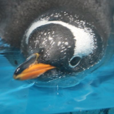 ペンギンが好きです🐧 不定期更新