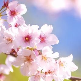 残る桜も散る桜 Soranimitsu77 Twitter 残る桜も散る桜 Soranimitsu77 Twitter