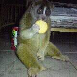 Geckoades's profile picture. Live in Thailand,owner of The Frog and Gecko Pub /restaurant.