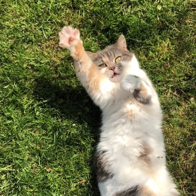 TheNicenesss's profile picture. 