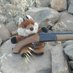 Charlie the Fox (@sabcharlie) Twitter profile photo Charlie the Fox (@sabcharlie) Twitter profile photo