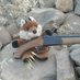 Charlie the Fox (@SabCharlie) Twitter profile photo