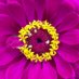 Weloveflowers2 (@weloveflowers2) Twitter profile photo Weloveflowers2 (@weloveflowers2) Twitter profile photo