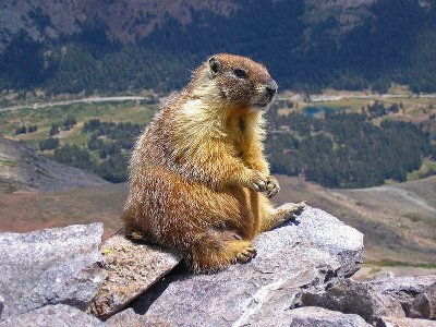 Friendly marmot. Definitely not a groundhog.