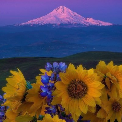 CarlosJoseLedo1's profile picture. 