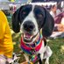 Nash (@nashtotherescue) Twitter profile photo Nash (@nashtotherescue) Twitter profile photo