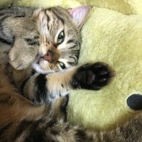 shizuuuuu (@essugimoto) 's Twitter Profile