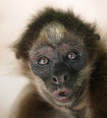 Fundación para la conservación de Caparo el último bosque de los llanos occidentales, y su biodiversidad especialmente el amenazado mono araña Ateles hybridus