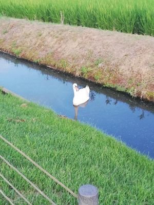 海老人間のアイコン