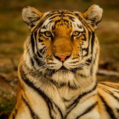 Cptn_Tiger Profile Picture