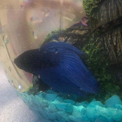 OBMSMathFish's profile picture. I’m just a laid back betta reporting on the happenings in this super awesome math class at Olive Branch Middle School!