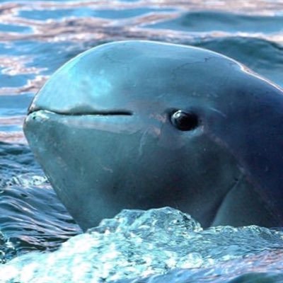 SpectralWisp's profile picture. oof