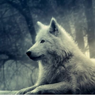 ウィムヘグ⺨whim,vagueさんのプロフィール画像