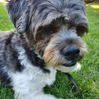 @welliewatchdog (@welliewatchdog) 's Twitter Profile Photo @welliewatchdog (@welliewatchdog) 's Twitter Profile Photo