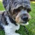 @welliewatchdog (@welliewatchdog) Twitter profile photo @welliewatchdog (@welliewatchdog) Twitter profile photo