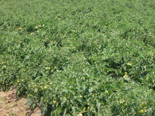 LOSSAUCOS's profile picture. PRODUCIMOS ALIMENTOS DEL CAMPO DESDE 1972 CON CALIDAD 100% NATURALES LIBRES DE PESTICIDAS.