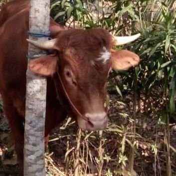 mohfadhil's profile picture. kesederhanaan bukanlah kekurangan