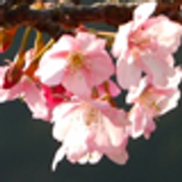 さくらさく (@sakura22116) 's Twitter Profile