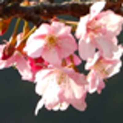 sakura22116's profile image