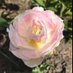 Rose Yeung (@roaza) Twitter profile photo Rose Yeung (@roaza) Twitter profile photo