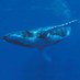 John (@bluewhale08) Twitter profile photo John (@bluewhale08) Twitter profile photo
