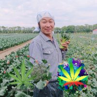 青山哲也 非営利非合法大麻農家 (@bultraman) Twitter profile photo