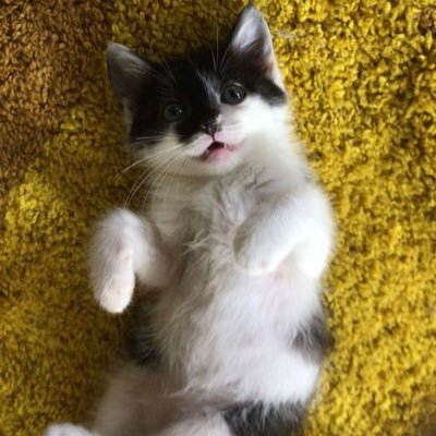 iWvEOcsCJgPyF4O's profile picture. 🇨🇳🇭🇰🇲🇴🐼💻🏀💰