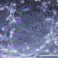 Walko Lab (@walko_lab) 's Twitter Profile Photo Walko Lab (@walko_lab) 's Twitter Profile Photo