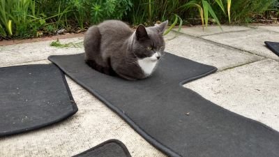 francaisenecole's profile picture. Teacher, lover of books, animals and gin. Have many talents- just not in anything terribly useful.