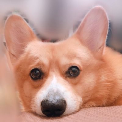 wanperoro's profile picture. 9歳コーギーとか🏐とかの日常用。諸々お気軽にどうぞ