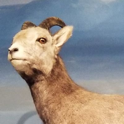 CharlieHeinemnn's profile picture. husband;dad;amateur interrogator;songwriter;@uglycousinbros