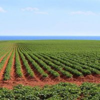 PEI Agriculture Sector Council (@peiagsc) 's Twitter Profile