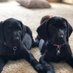Bonnie&Pepper (@bonniepepper2) Twitter profile photo Bonnie&Pepper (@bonniepepper2) Twitter profile photo